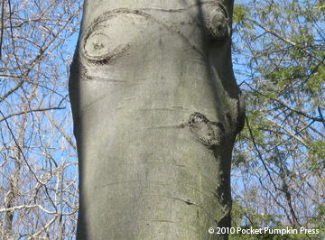 American Beech bark Michigan