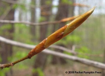 American Beech leaf bud Michigan