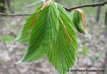 American Beech leave growing Michigan