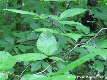 American Beech leaves Michigan