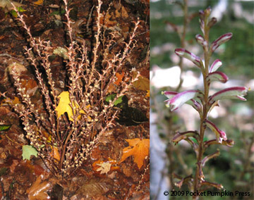 Beech Drops parasite Michigan