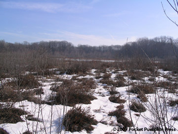 Mud Lake Bog winter Michigan