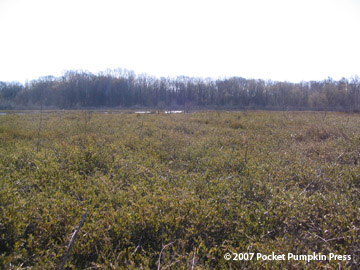 Mud Lake Bog spring Michigan