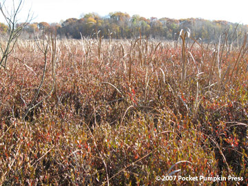 Mud Lake Bog fall autumn Michigan