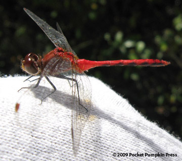 Meadowhawk Dragonfly Michigan