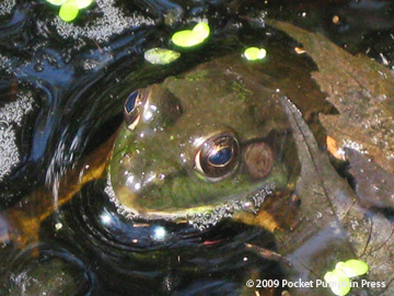 Green Frog Michigan