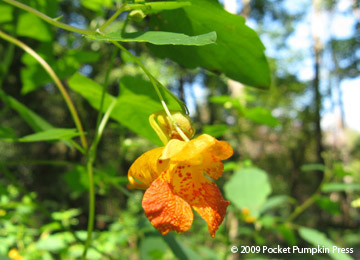 Spotted Jewelweed Michigan