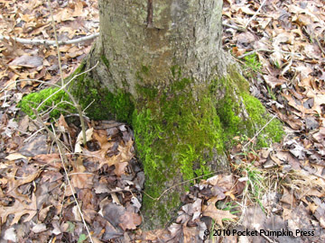 moss Michigan