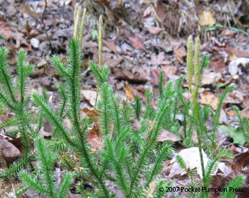 Clubmoss Michigan