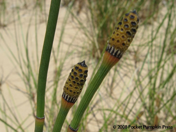 Snake Grass Horsetail Michigan