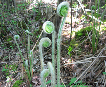 Fiddlestick Fern Michigan