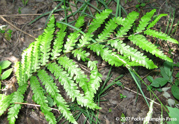 Fern Michigan