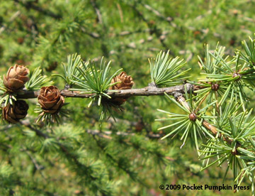 American Larch Michigan