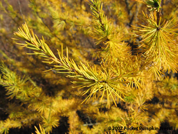 American Larch yellow needles Michigan