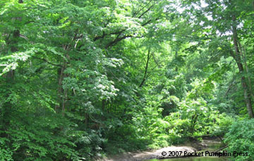 Sugar Maples summer Michigan