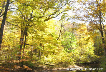 Sugar Maples fall autumn Michigan