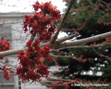 Red Maple flowers Michigan