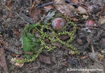 Oak flower leaf fruit nut acorn Michigan