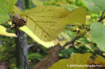 Common Witchhazel leaf fruit flower Michigan