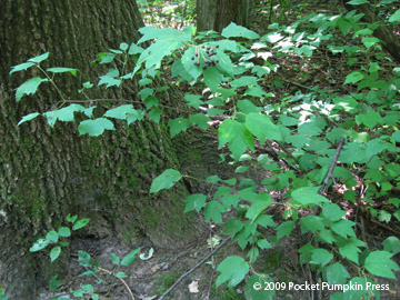 Maple-leaf Viburnum Michigan