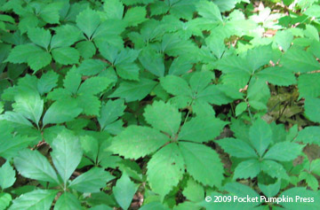 Virginia Creeper Michigan