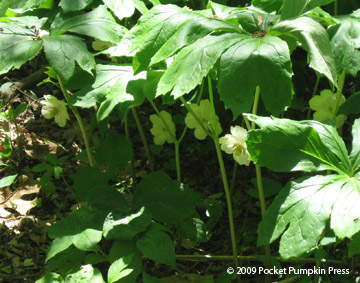 Mayapple wildflower spring Michigan