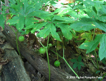 Mayapple fruit summer Michigan