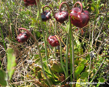 Pitcher Plant Mud Lake Bog Michigan