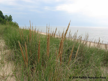 Marram Grass dune lake beach Michigan