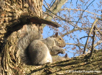 Squirrel animal mammal Michigan