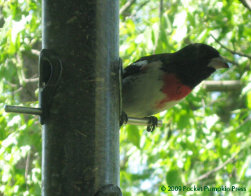 Red-breasted Grosbeak animal bird Michigan