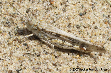 Dune Locust animal insect Michigan