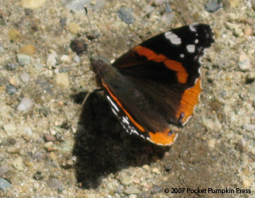 Admiral Red Butterfly animal insect Michigan