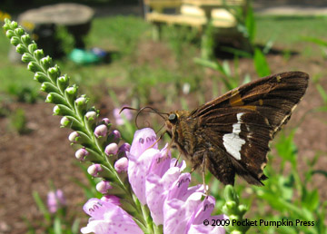 Silver Spotted Skipper Butterfly animal insect Michigan