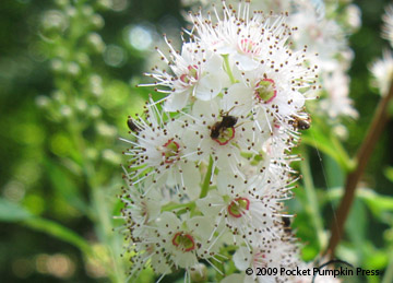 Meadowsweet ants animal insect Michigan