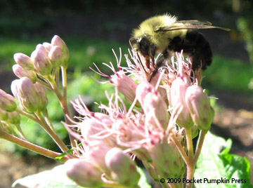 Joe Pye Weed Bumblebee animal insect Michigan