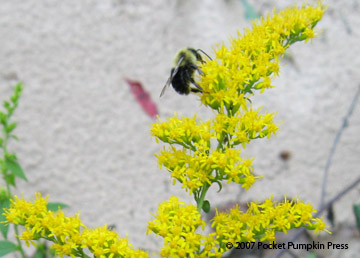 Goldenrod Bumblebee animal insect Michigan