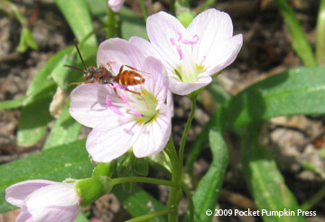 Spring Beauty Bee animal insect Michigan