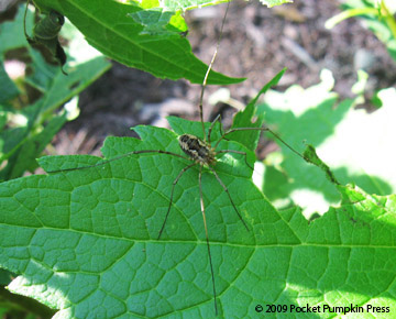 Daddy Long Legs animal arachnid Michigan