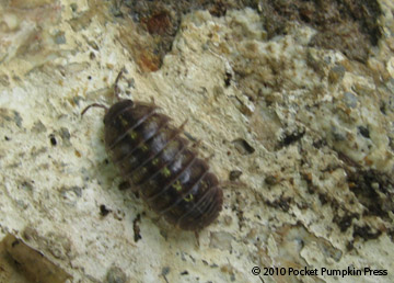 rolly polly animal michigan