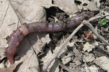 Earthworm animal annelid worm Michigan