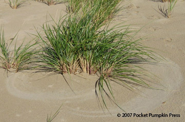 wind grass circles sand Michigan