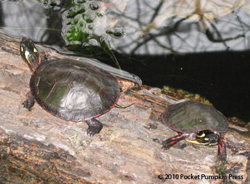 Michigan turtles sun log 