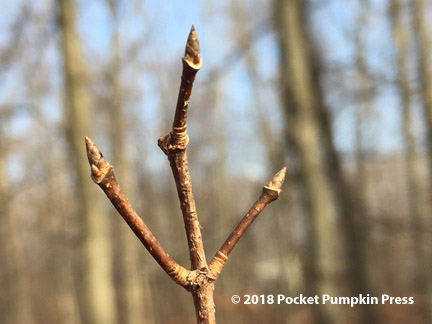 sugar maple bud, Michigan